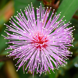 Trần Hoàng Khánh Linh